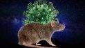 investigadores chinos descubrieron que omicron pudo originarse en ratones
