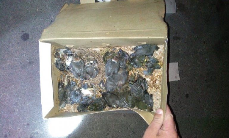 Indignante: llevaba 145 aves en cajas de cartÃ³n y 85 estaban muertas