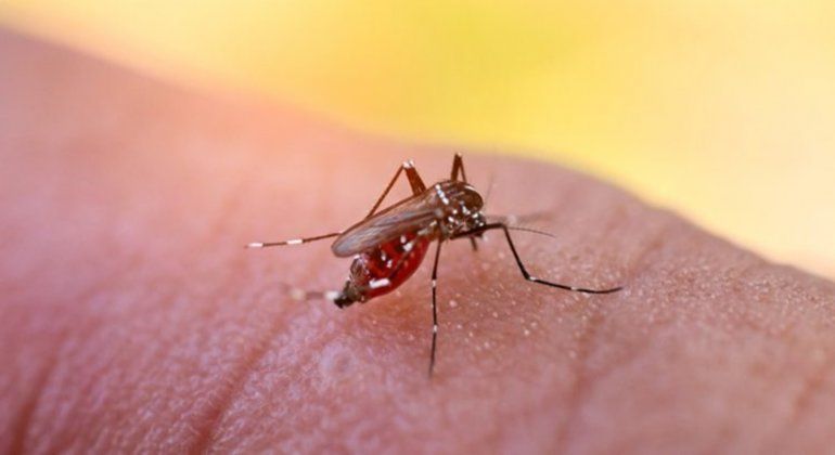 Según un estudio, los anticuerpos de dengue otorgarían cierta inmunidad al Covid-19