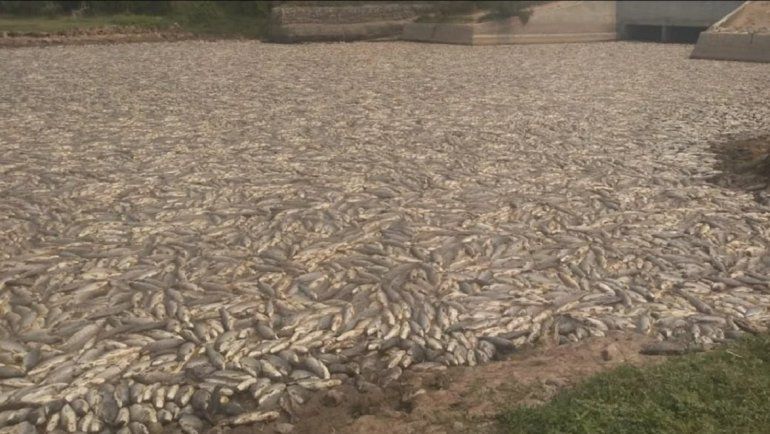 Preocupa la muerte de millones de peces en uno de los humedales más grandes
