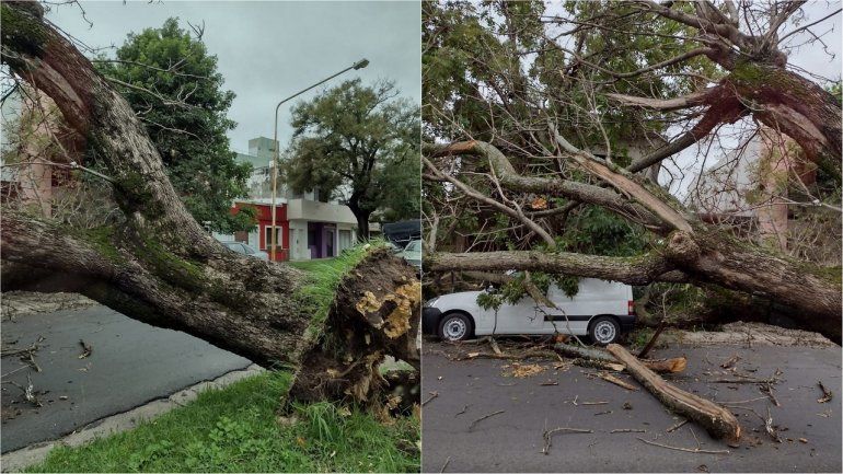 El fuerte viento hizo caer otro añejo árbol de Paraná