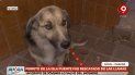 parana: buscan hogar para un perro rescatado de la isla puente