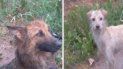 rescataron tres perros en estado deplorable en santa fe