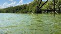 advierten de cianobacterias toxicas en el rio uruguay