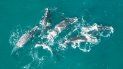 mar del plata tendria su primer punto fijo para el avistaje de ballenas: donde estaria