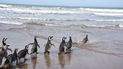 video: diez pingüinos rescatados volvieron al mar