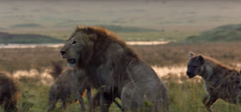 Video: un león es acorralado por 20 hienas que lo quieren devorar y su  final es inesperado