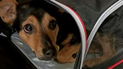 la historia de coco: el perro que quedo demorado en el aeropuerto de ezeiza