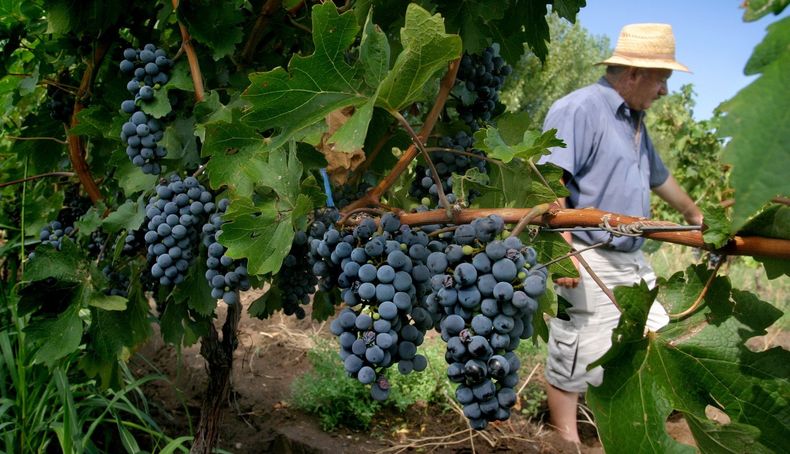 vino produccion uvas.jpg