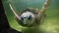 analizan trasladar al tortugo jorge de mendoza a mar del plata