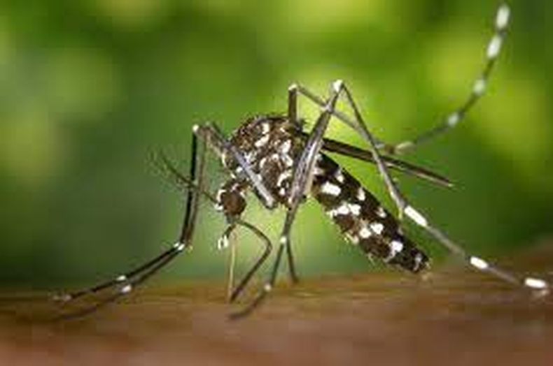 Diputados proponen que la vacuna contra el dengue sea gratuita