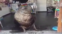 video: sebastian, el lobo marino que se metio en un comercio del puerto