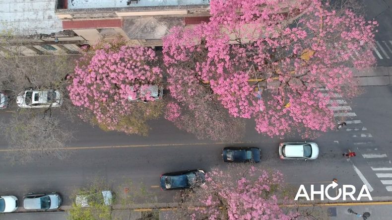 primavera lapachos drone flores.jpg