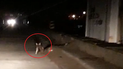 video: sorpresiva aparicion de un zorro en la escollera sur