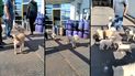 desopilante: ocho perros caniche custodian una empresa