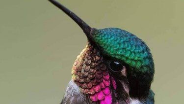 El corazón de un colibrí