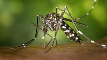 Se reportaron 2.072 casos nuevos de dengue en Entre Ríos