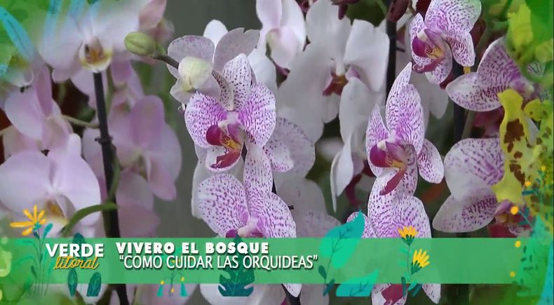 Verde Litoral: ¿cómo cuidar las orquídeas?