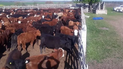 secuestran 900 bovinos y 600 porcinos valuados en casi 200 millones de pesos